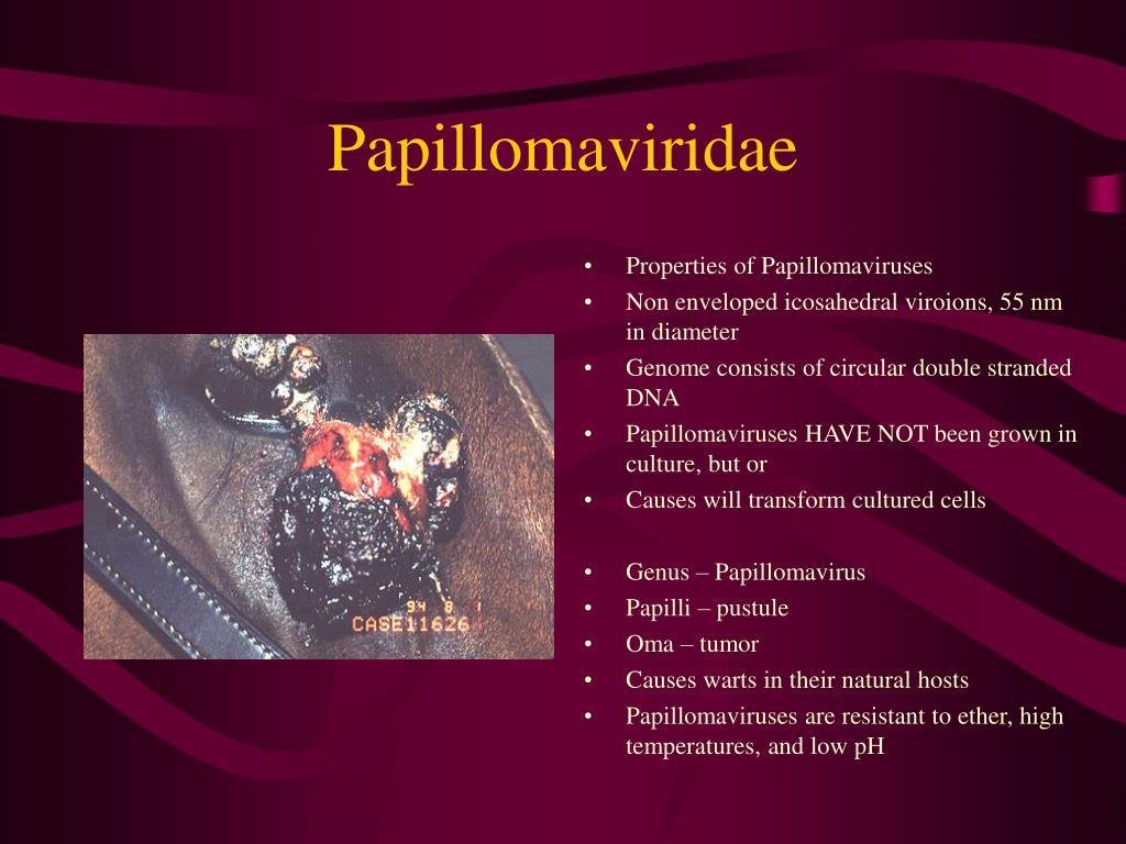 papillomaviridae kezelés)