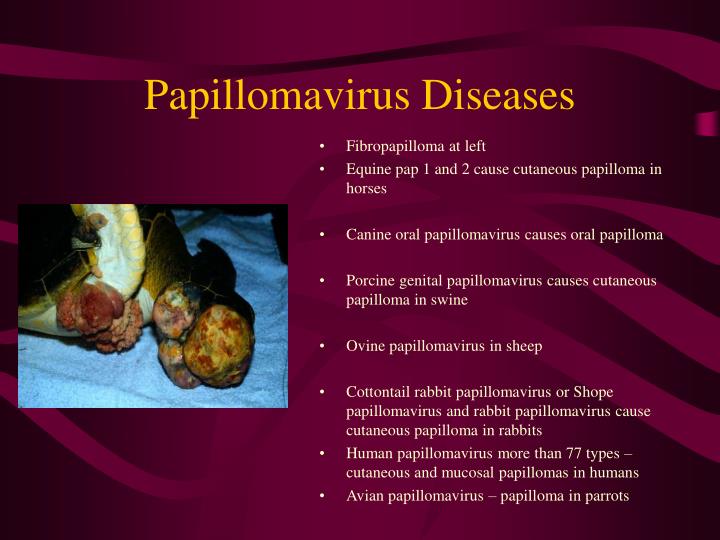 papillomaviridae ppt)