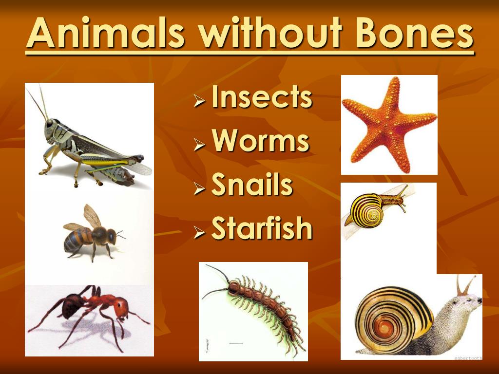 PPT - Animals Grow and Change by Denise Carroll PowerPoint Presentation -  ID:359493