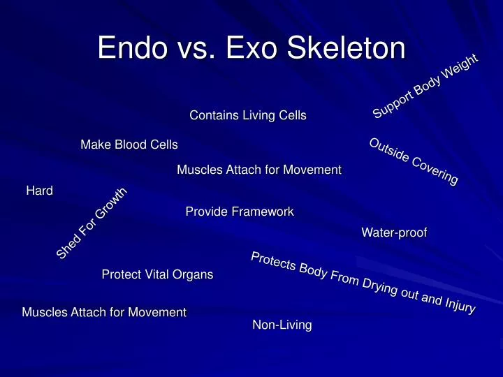 Endo and exo meaning