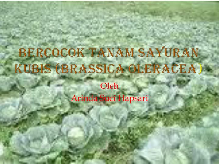 bercocok tanam sayuran kubis brassica oleracea n.