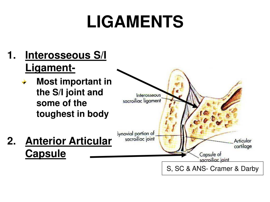 PPT - THE SACROILIAC JOINT PowerPoint Presentation, free download - ID
