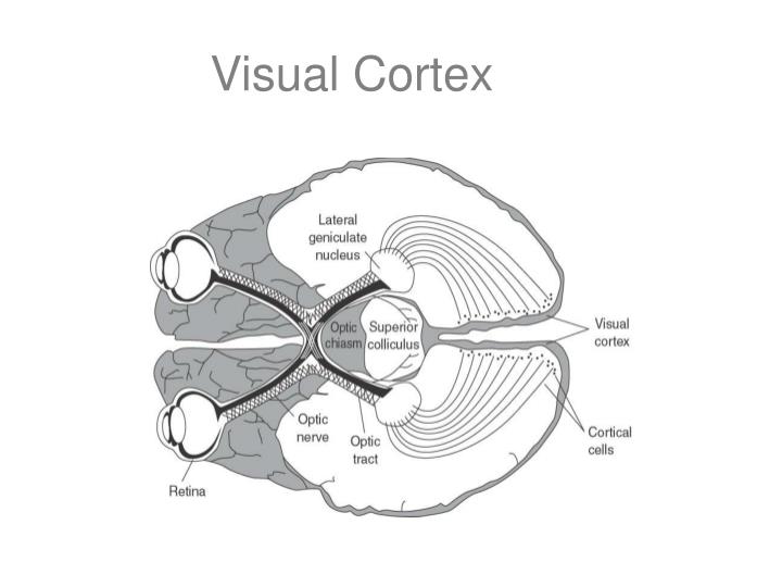 visual cortex n.