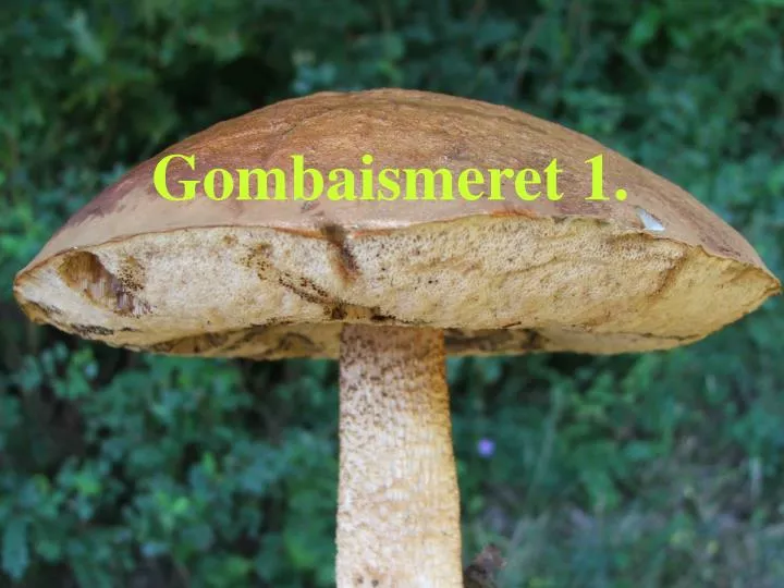 PPT - Gombaismeret 1. PowerPoint Presentation, free download - ID:365390