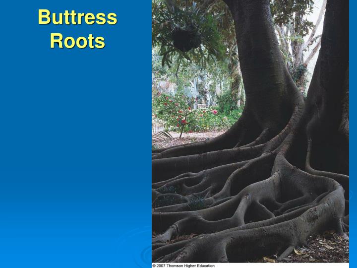 PPT - Plant Organs: Roots PowerPoint Presentation - ID:366376