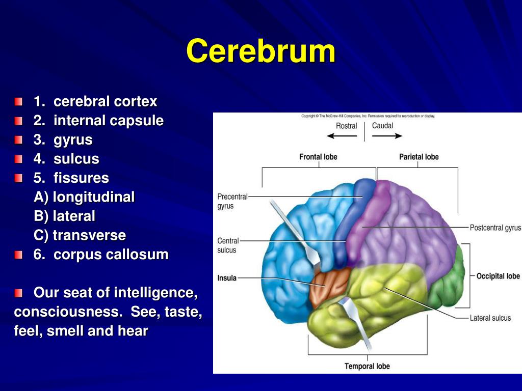 Ppt The Brain And Cranial Nerves Handout 7 Functions Of Gray Matter