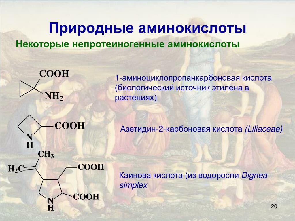 Презентация Аминокислоты