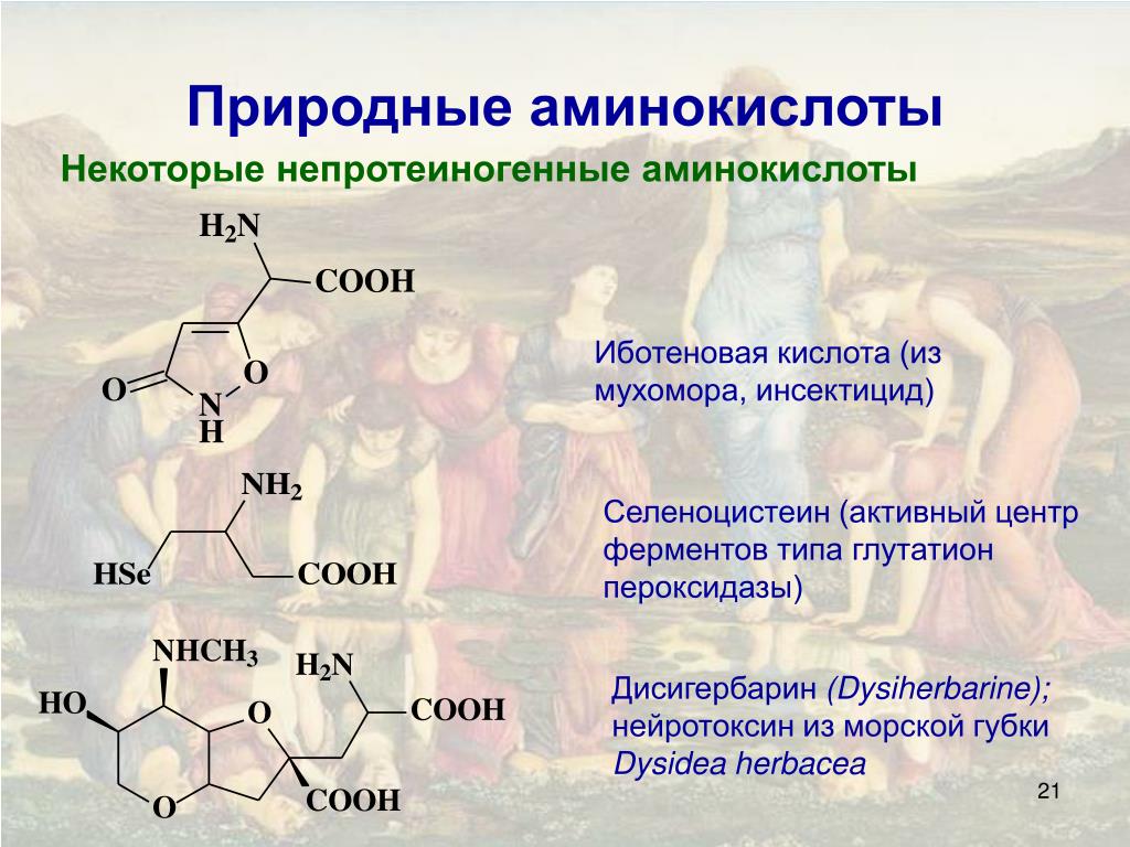 Оптические аминокислоты. Непротеиногенные аминокислоты. Природные аминокислоты. Природные α-аминокислоты. Иботеновая кислота формула.