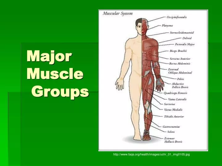 PPT - Major Muscle Groups PowerPoint Presentation, free download - ID ...