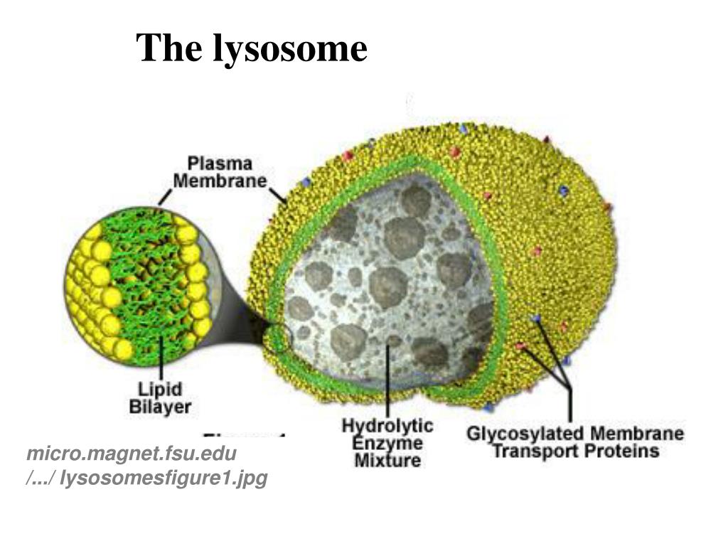 PPT - The Lysosome and Lysosomal Storage Disorders (LSD) PowerPoint