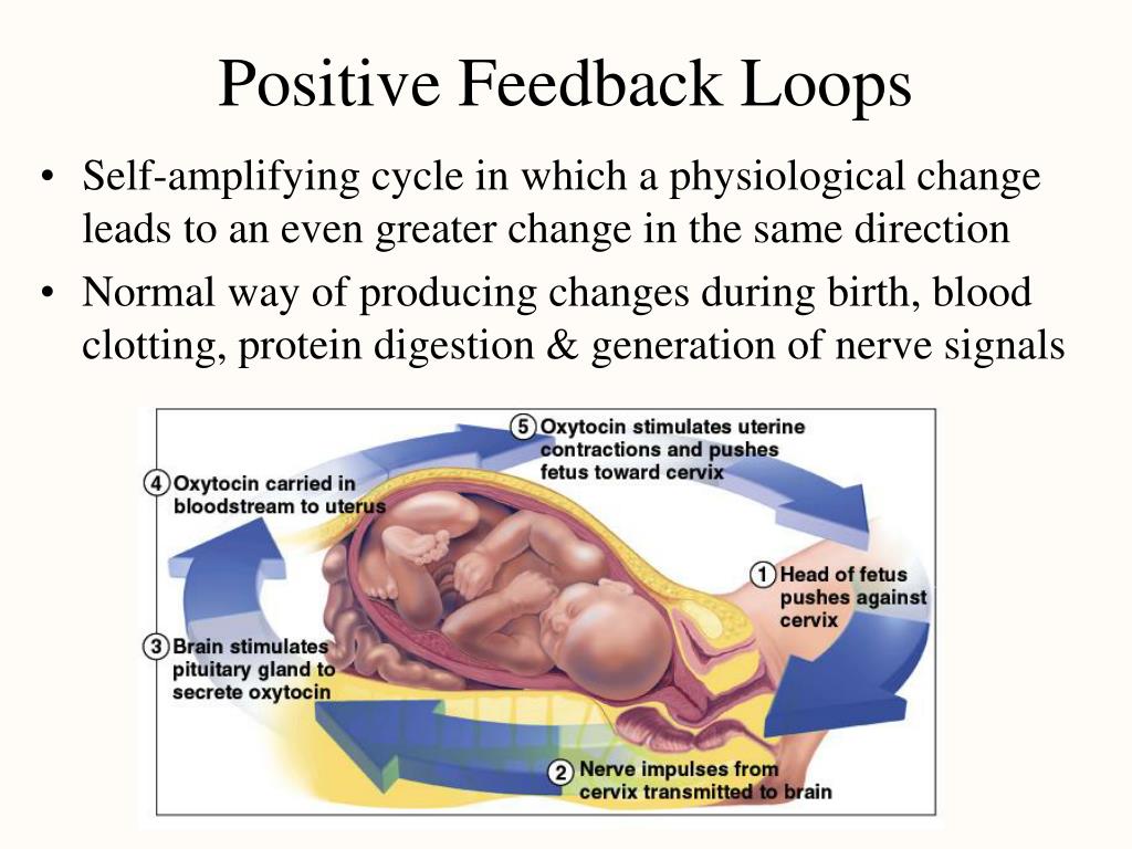 PPT - Chapter 1 Major Themes of Anatomy & Physiology PowerPoint