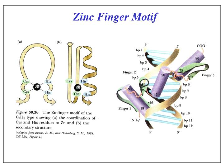 PPT Principles of Protein Structure PowerPoint Presentation ID373389