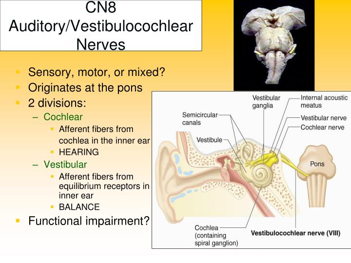 auditory nerve function psychology auditory nerve function psychology