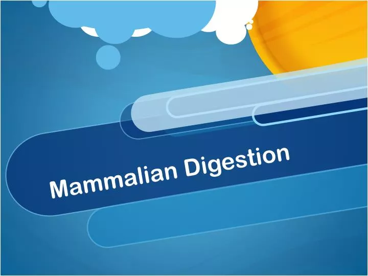 mammalian digestion n.