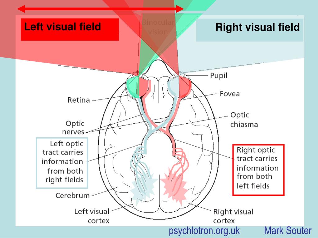 Split brain. Right Visual field. Split-Brain (Computing).