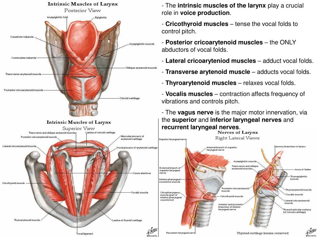 Мышцы голосовых связок. Мышцы гортани вид сбоку. Гортань строение Синельников. Перстнечерпаловидная мышца гортани. Гортань мышцы анатомия строения.