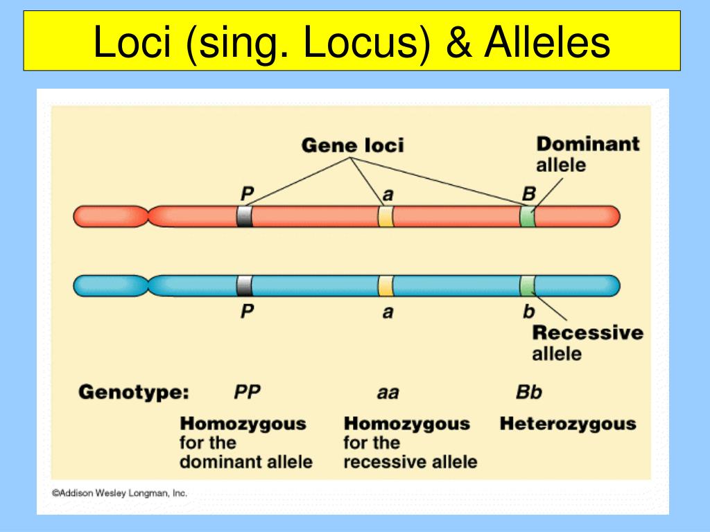 Сайт локуса. Хромосомы гены аллели. Локус и аллель. Ген Локус аллель. Ген хромосома Локус.
