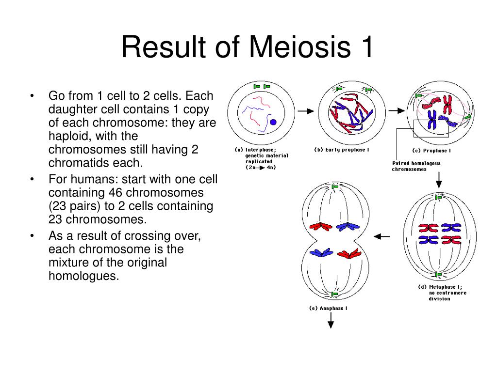 Ppt Meiosis Powerpoint Presentation Free Download Id 376071 Free