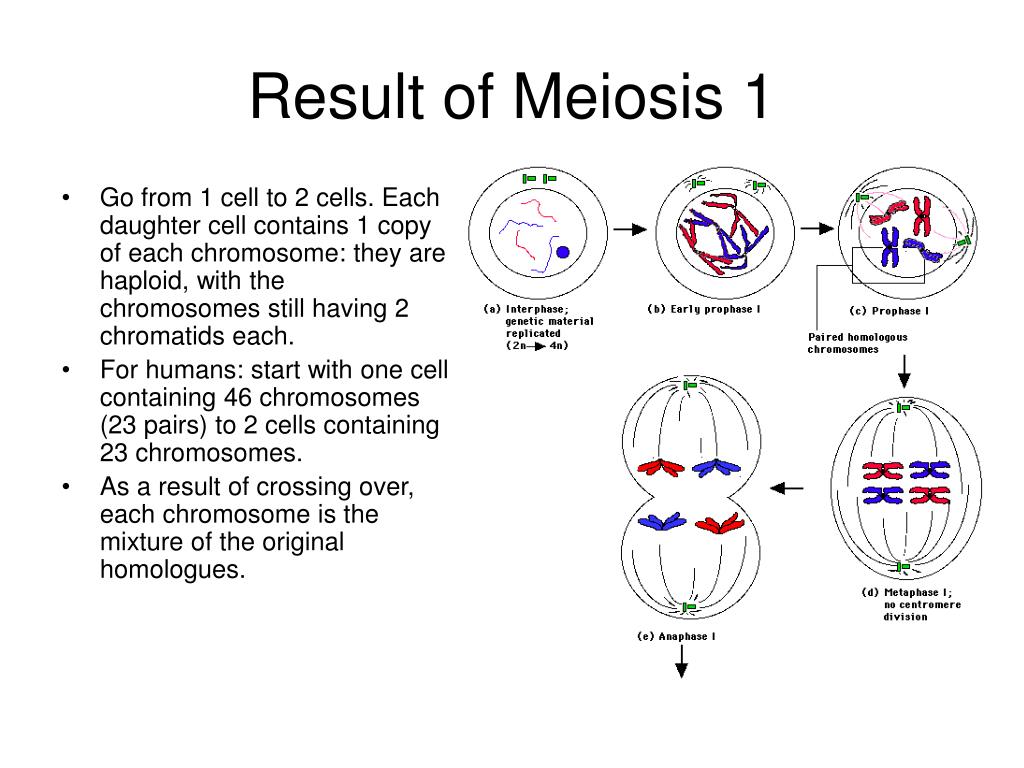 PPT Meiosis PowerPoint Presentation ID 376071 ppt-meiosis-powerpoint-presentation-id-376071