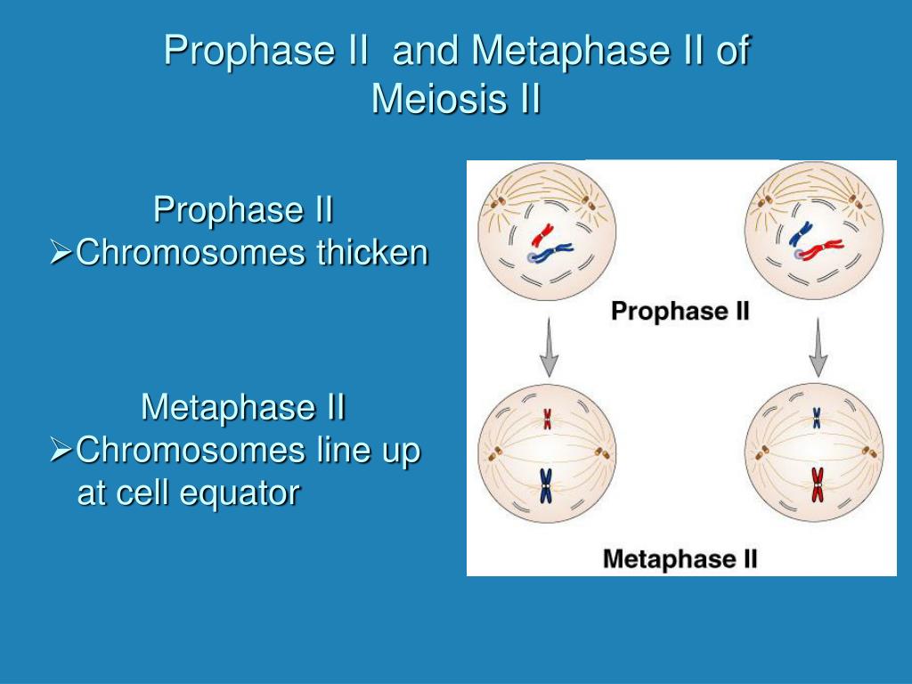 prophase 2 prophase 2