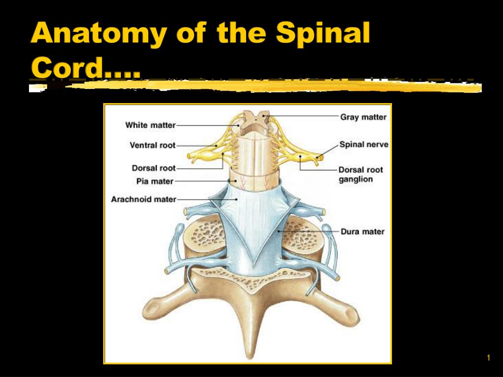 PPT - Anatomy of the Spinal Cord…. PowerPoint Presentation ...