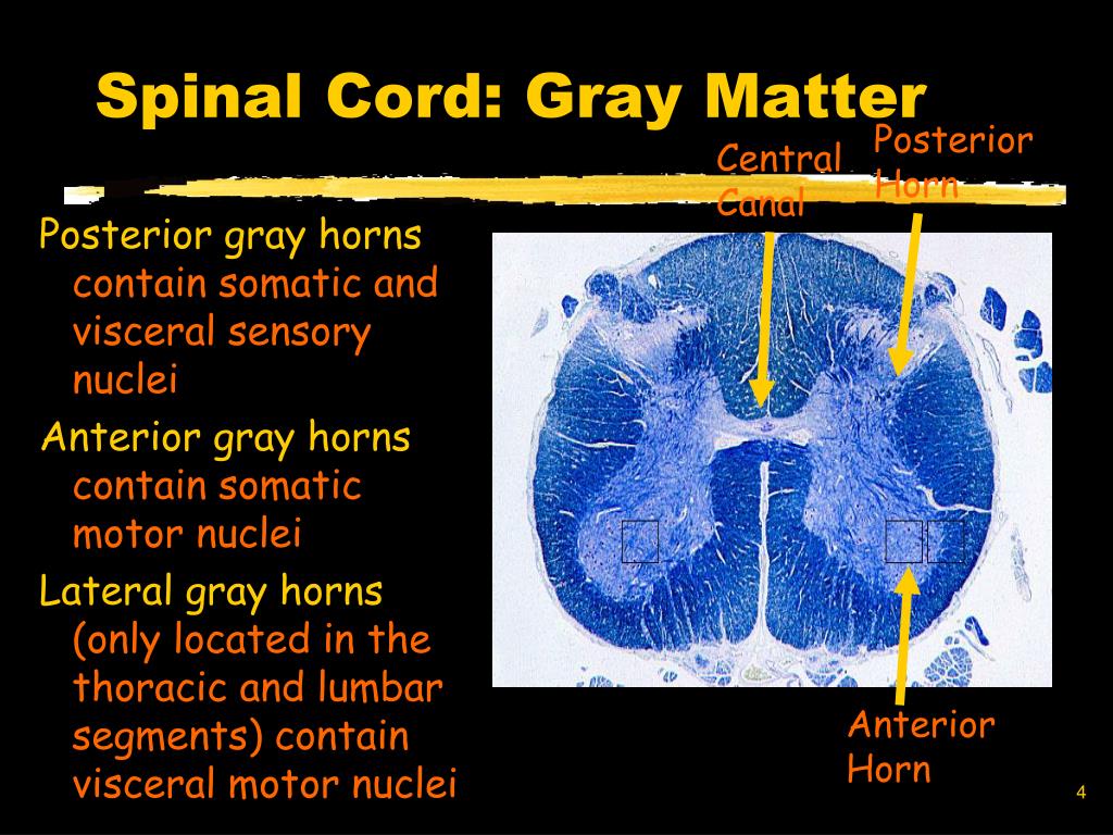 PPT - Anatomy of the Spinal Cord…. PowerPoint Presentation - ID:376343