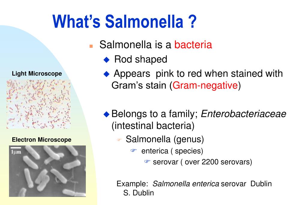 PPT Salmonella PowerPoint Presentation, free download ID376373