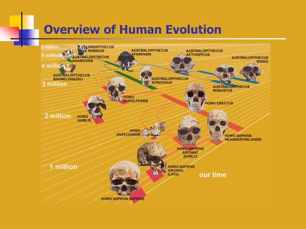 Ppt Overview Of Human Evolution Powerpoint Presentation Free