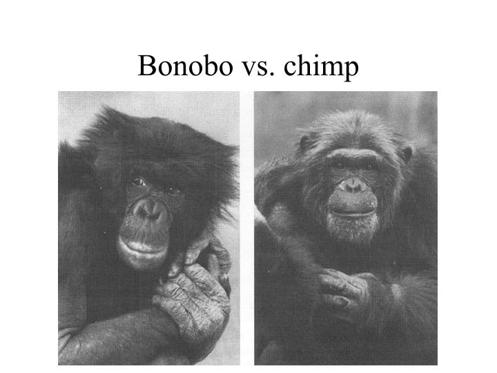 difference between bonobos and chimps difference between bonobos and chimps