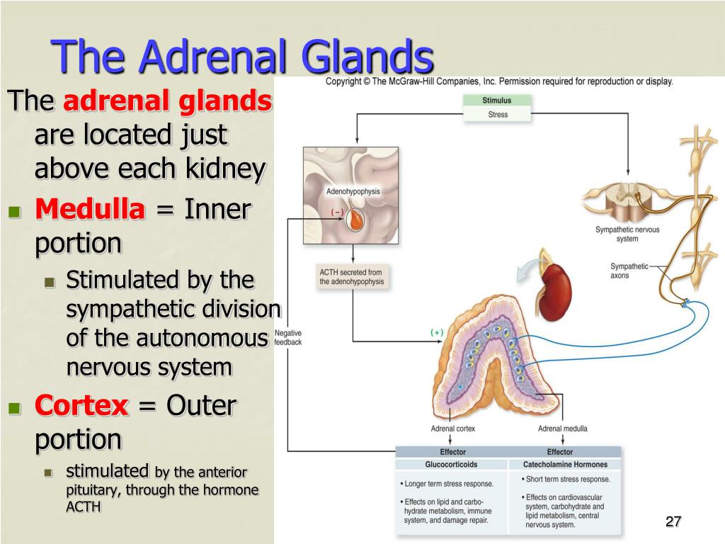 adrenal medulla hormones function