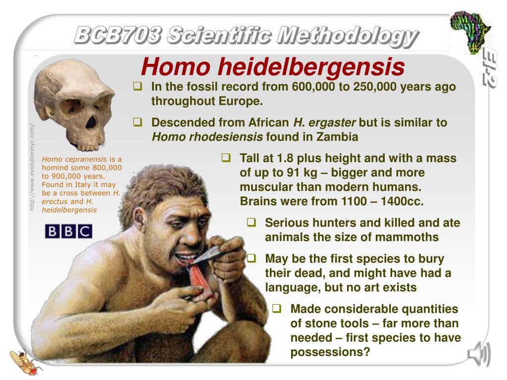 Программа homo. Homo Heidelbergensis характеристики. Человек Гейдельбергский homo. Гейдельбергский человек эпоха.