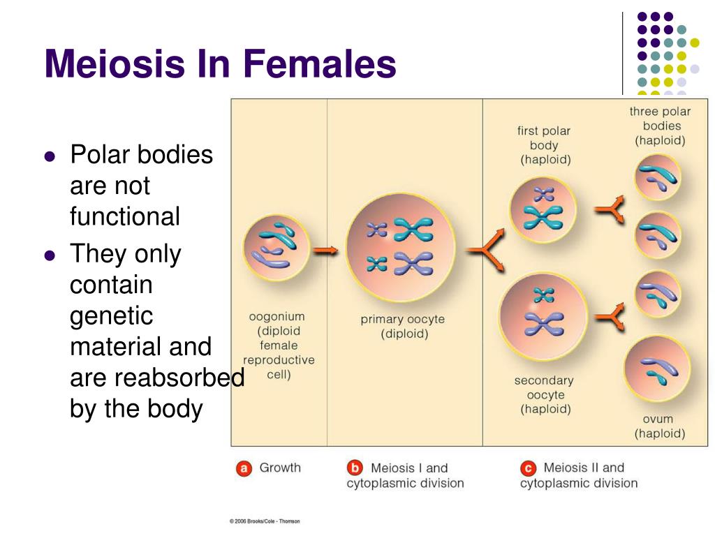 Meiosis In Females.