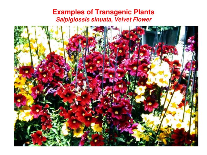 PPT - Biotechnology in Horticulture Application of Plant ...