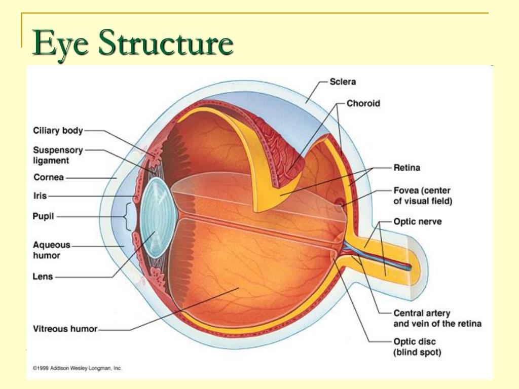 Склера сетчатка слепое. Склера анатомия. Eye Ball анатомия. Первый второй зрительного нерва сетчатка.