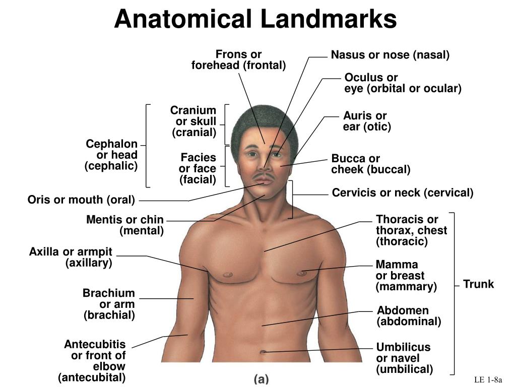 Ppt An Introduction To Anatomy Powerpoint Presentation Free Download