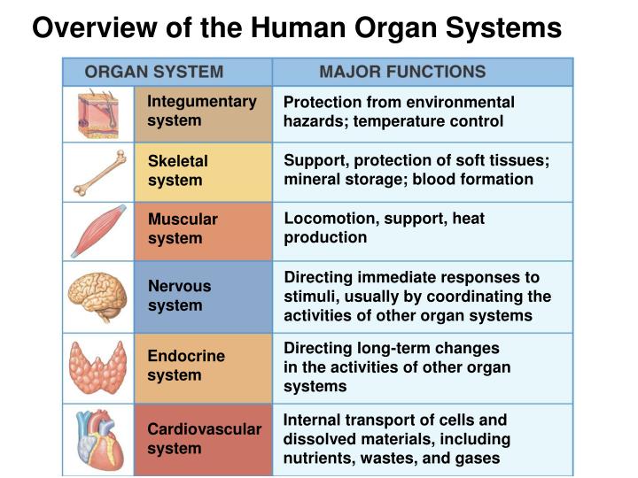 Organ system overview Biology Diagrams