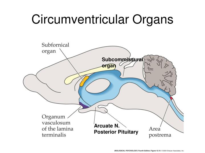 PPT - Hypothalamus and Homeostasis PowerPoint Presentation - ID:382127