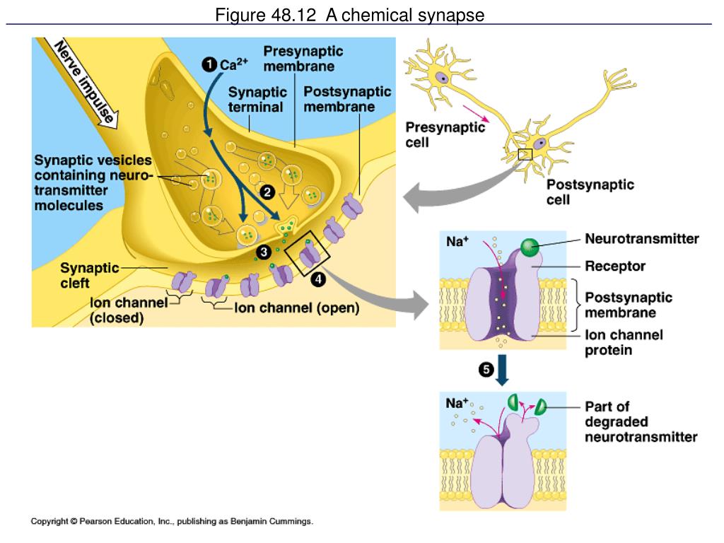 PPT - Synapses and Drugs PowerPoint Presentation, free ...