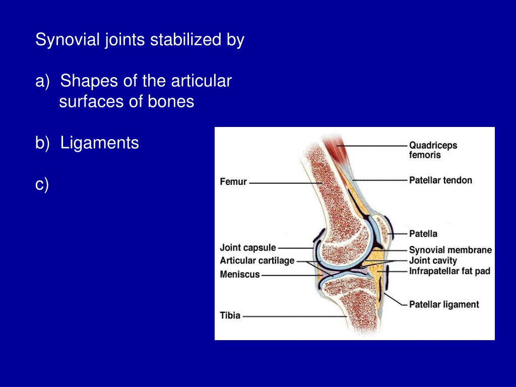 PPT Biology 211 Anatomy & Physiology I PowerPoint Presentation ID
