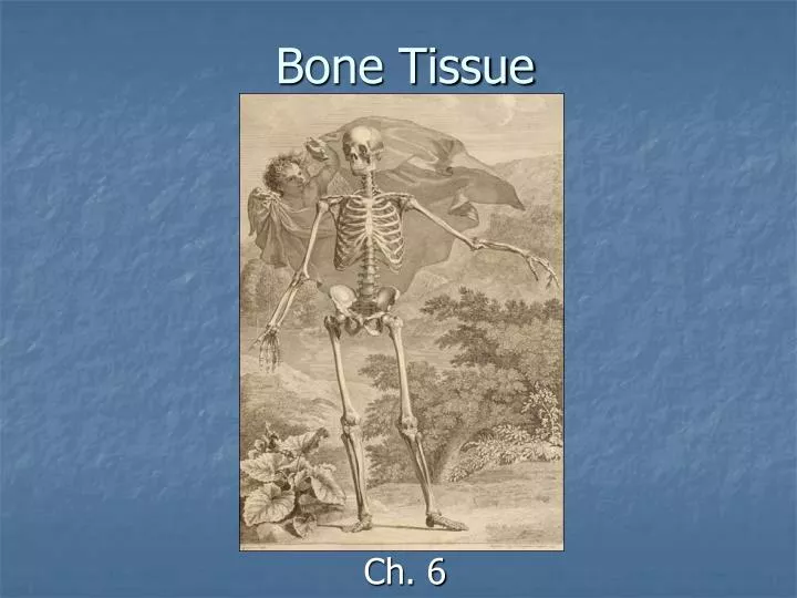 bone tissue n.