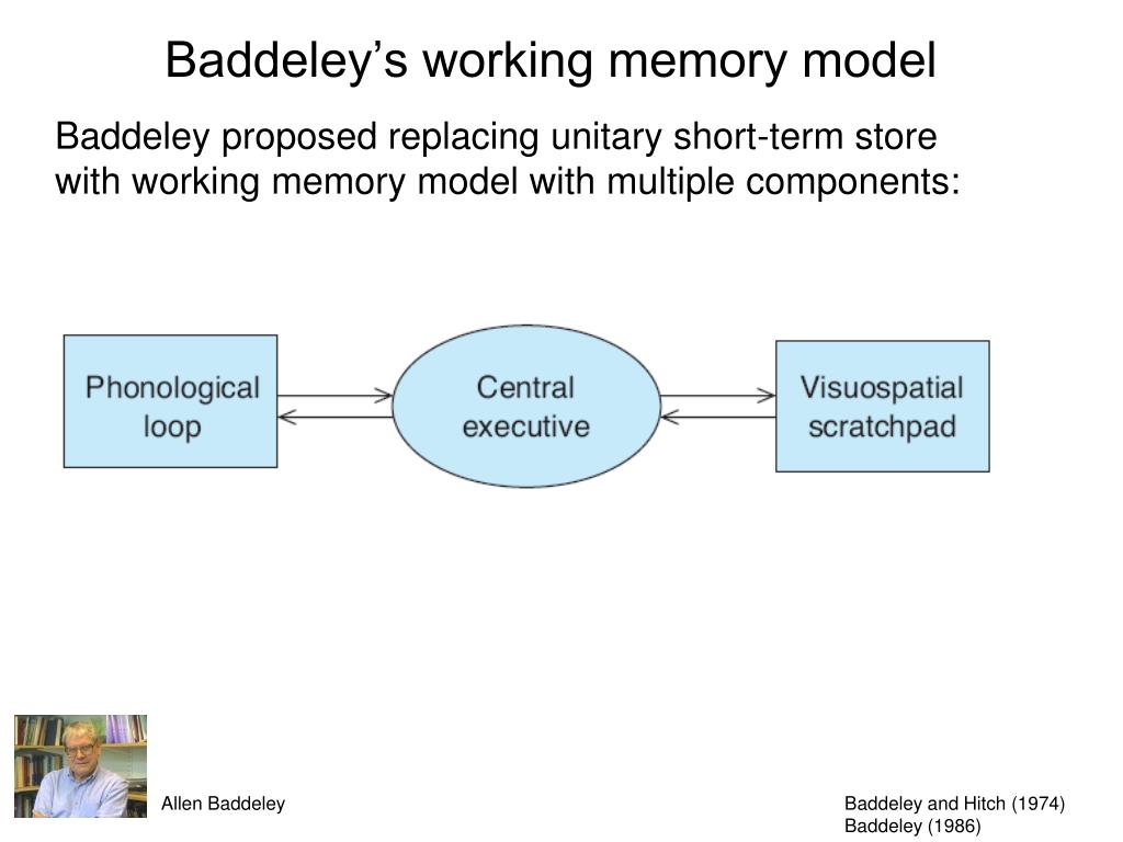 Бэддели ваша память. Baddeley working Memory. Working Memory model. Бэддели память. Модель Бэддели Хитча.