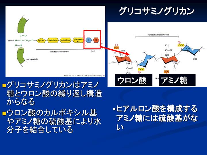 PPT - 結合組織と細胞外マトリックス PowerPoint Presentation - ID:386707