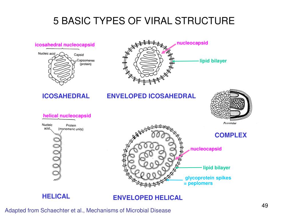 Types of viruses. Атипичная пневмония строение вируса. Пневмония строение вируса. Строение вирусной частицы микробиология вирус фага т 4.