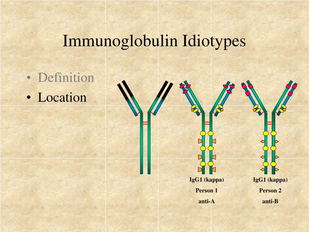 Панель иммуноглобулинов. IGG подклассы. IGG иммуноглобулин. Подклассы иммуноглобулинов. Иммуноглобулин g.