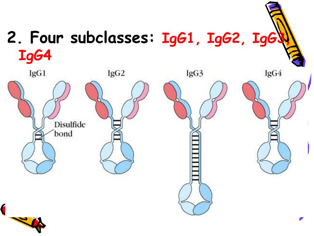 PPT Chapter 5 Immunoglobulin PowerPoint Presentation Free Download ppt-chapter-5-immunoglobulin-powerpoint-presentation-free-download