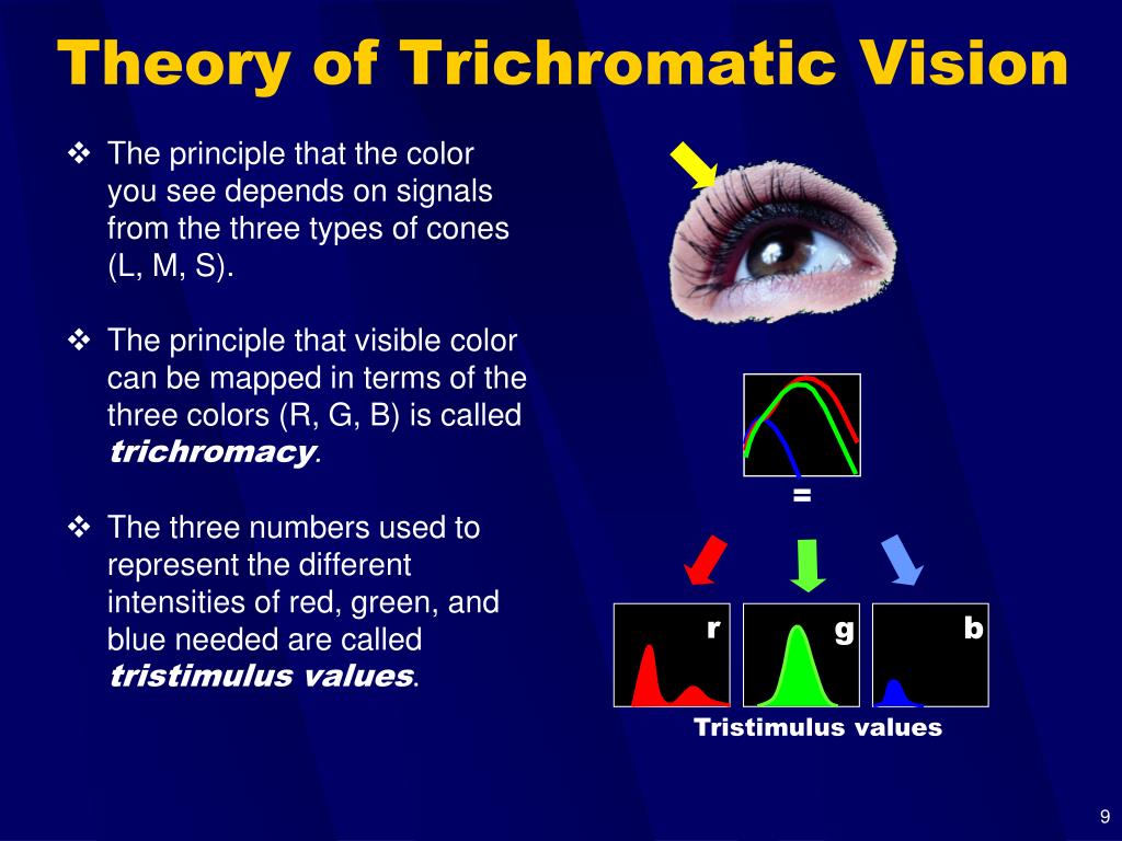 definition of trichromatic hypothesis