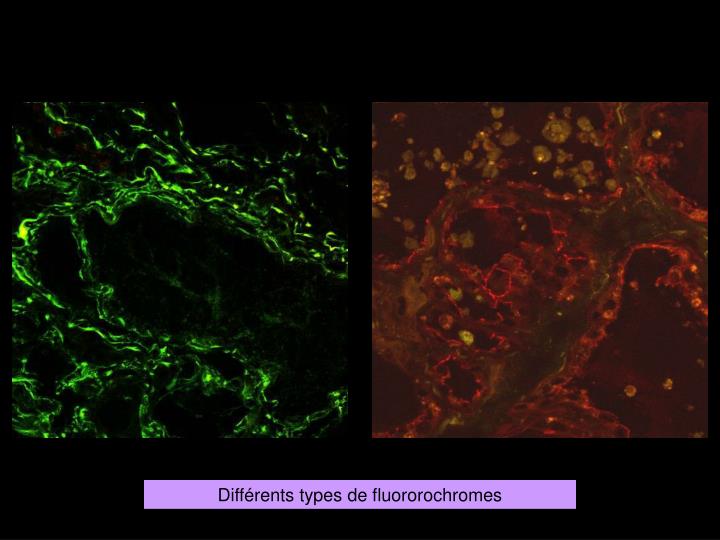 Fluorescence Mixte De Type Homogène Et Moucheté