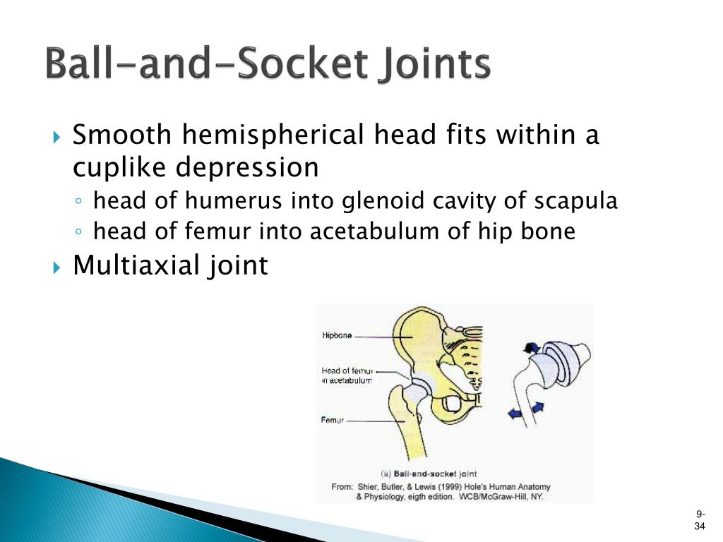 Ball And Socket Joint Diagram