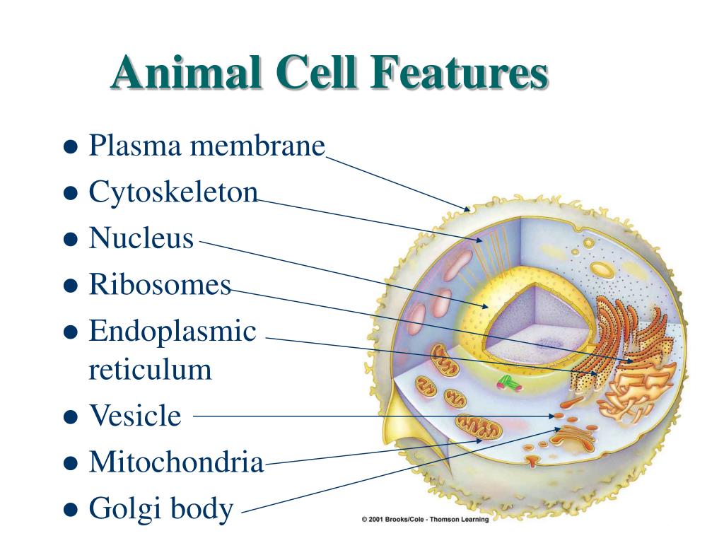 PPT Cell Membranes Osmosis and Diffusion PowerPoint Presentation