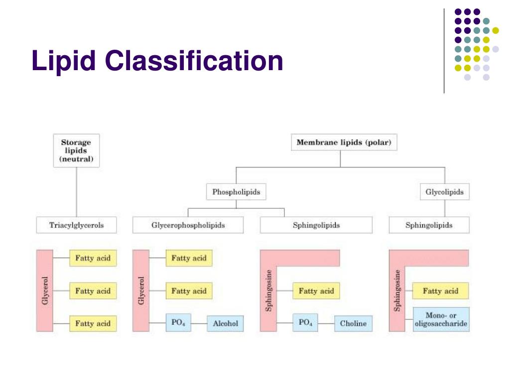 Lipid Nomenclature A Comprehensive Classification System For Lipids 